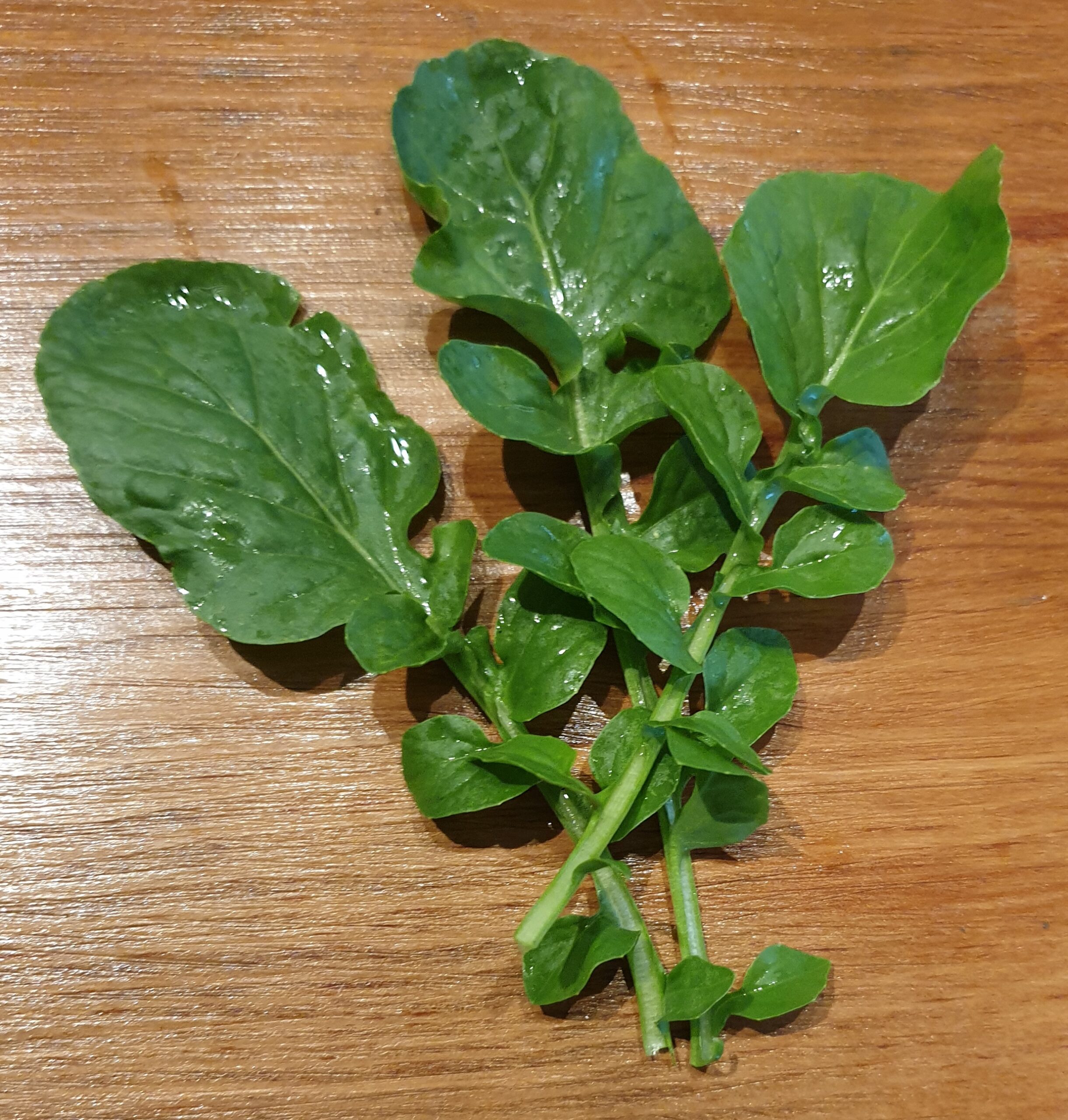 Landcress Myrtle Mountain Organics