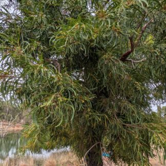 Persoonia Longifolia (Snottygobble)