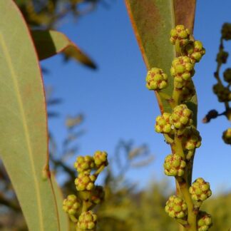 Acacia Rubida - Red-stemmed Wattle