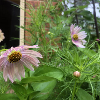 Cosmos Apricot Lemonade