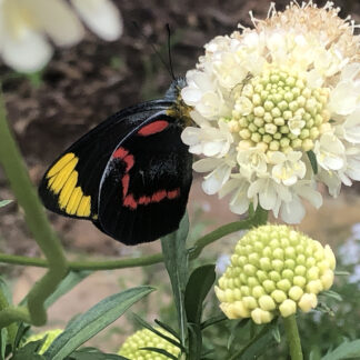 Scabiosa Fata Morgana