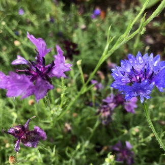 Mixed Cornflower