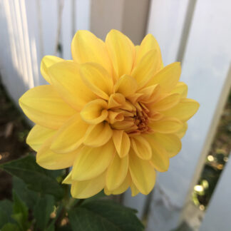 Dahlia "Tolmie Gold"
