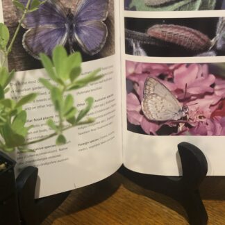 Lotus Australis Austral Trefoil Tube