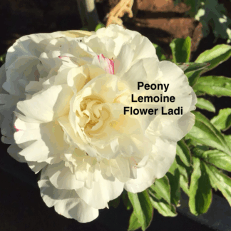 1x Peony Bare Root Plant