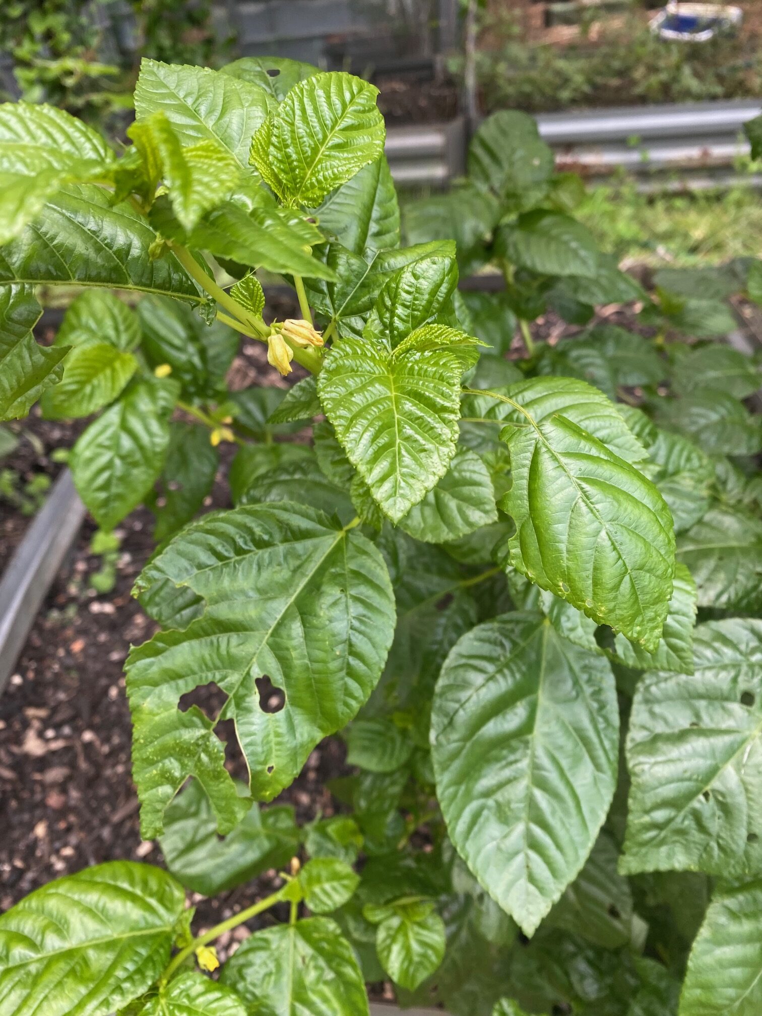 Egyptian Spinach - Molokhia Egyptian spinach
