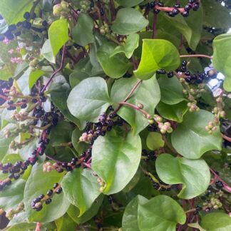 Malabar Spinach / Climbing Spinach (red)