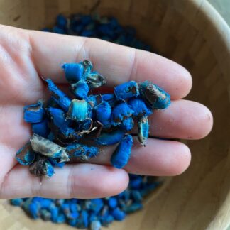 Travellers palm seeds