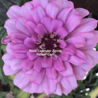 Rose Lavender Zinnia