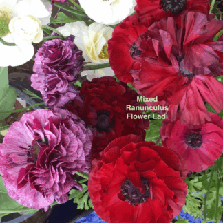 Mixed Ranunculus Corms Plus Aster & Zinnia Gift Packed