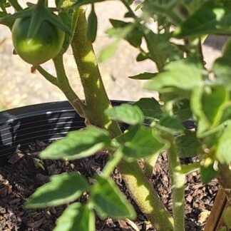 Organic Cherry Tomato (Solanum Lycopersicum)