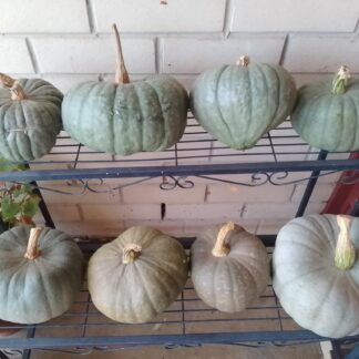 Emmett’s Belconnen Blue Pumpkin