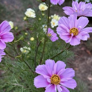 Cosmos Mix Variety