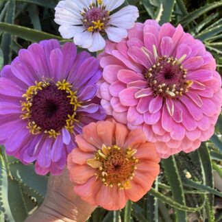 Zinnia Mix Varieties