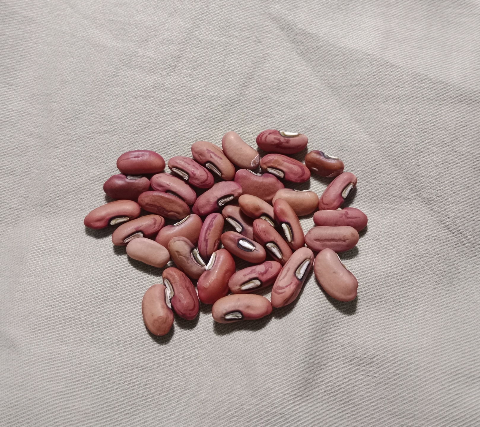 Climbing Snake Bean (Vigna Unguiculata Var. Sesquipedalis) - Red Dragon Climbing Snake Bean (Vigna Unguiculata Var. Sesquipedalis) - Red Dragon - Image 2