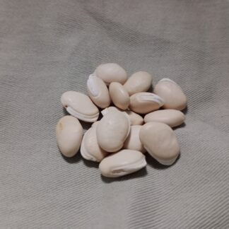 Hyacinth Bean (Lablab Purpureus) - White Seeded