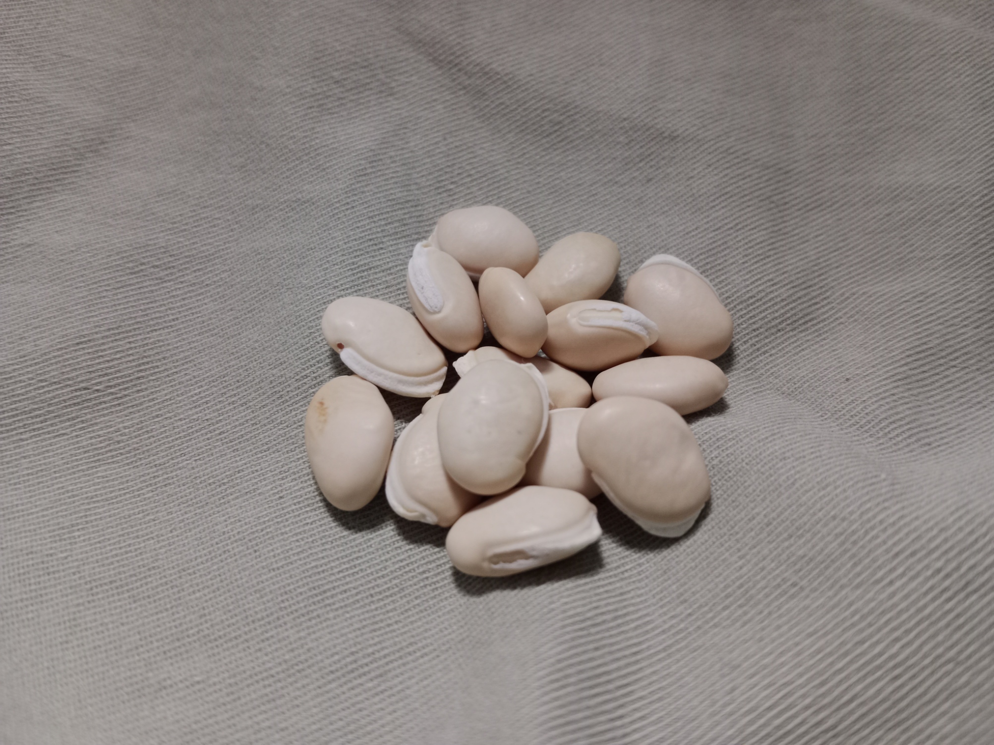 Hyacinth Bean (Lablab Purpureus) - White Seeded Hyacinth Bean (Lablab Purpureus) - White Seeded