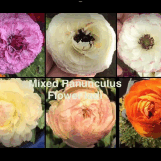 Ranunculus