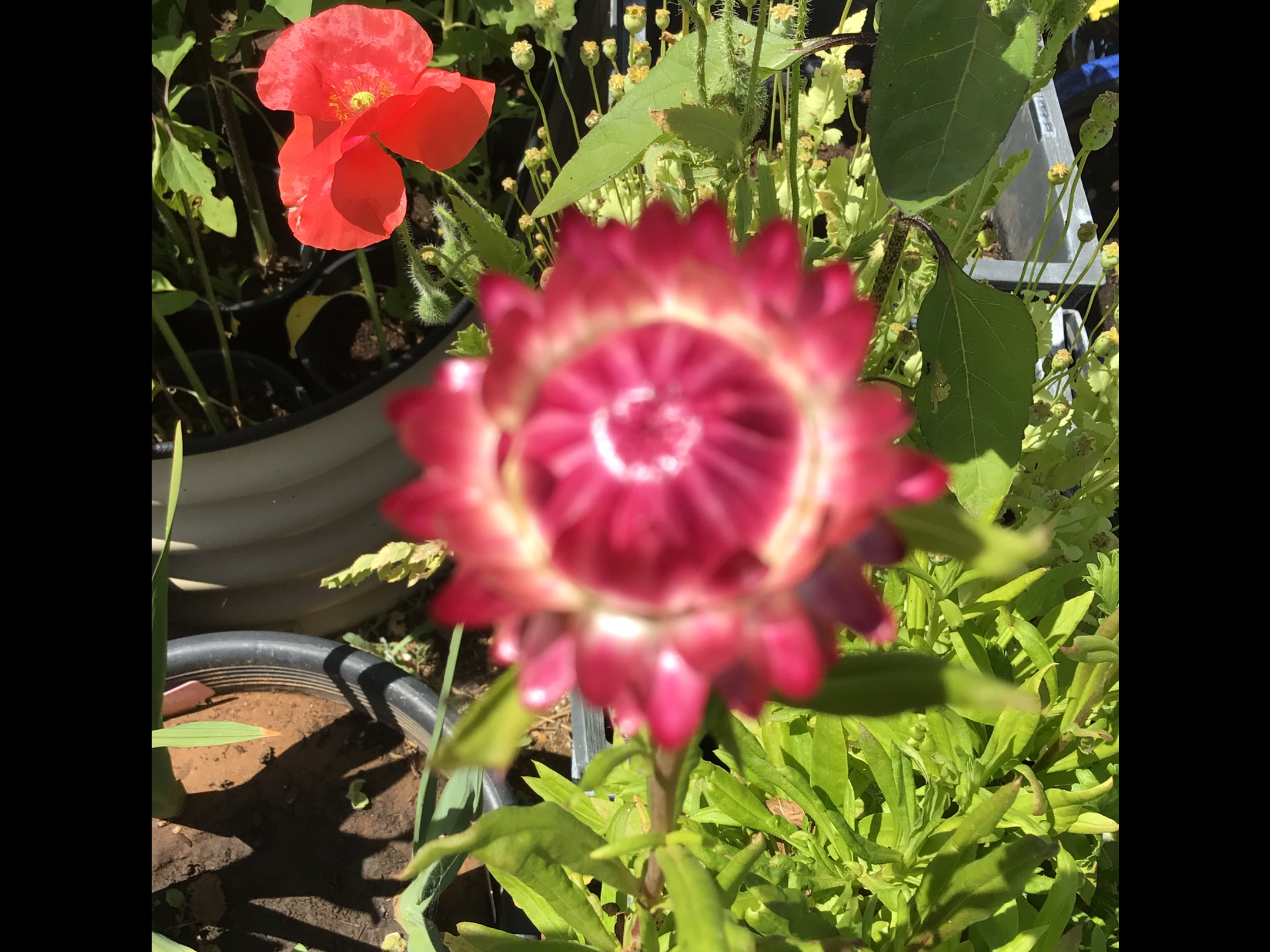 Purple Everlasting Daisy Purple Everlasting Daisy - Image 4