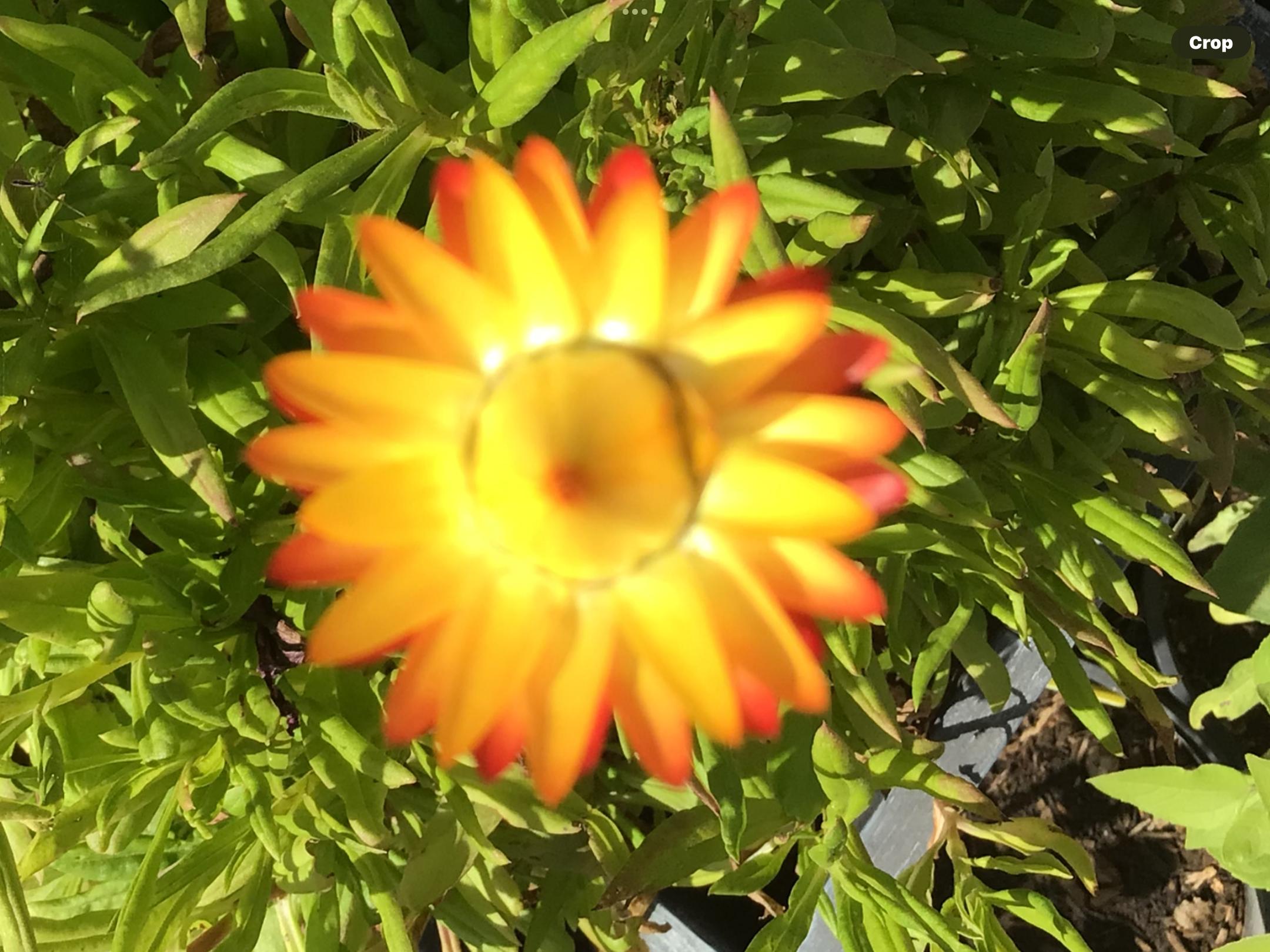 Lemon Everlasting Daisy Lemon Everlasting Daisy - Image 2