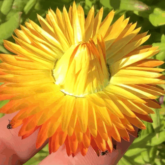 Lemon Everlasting Daisy