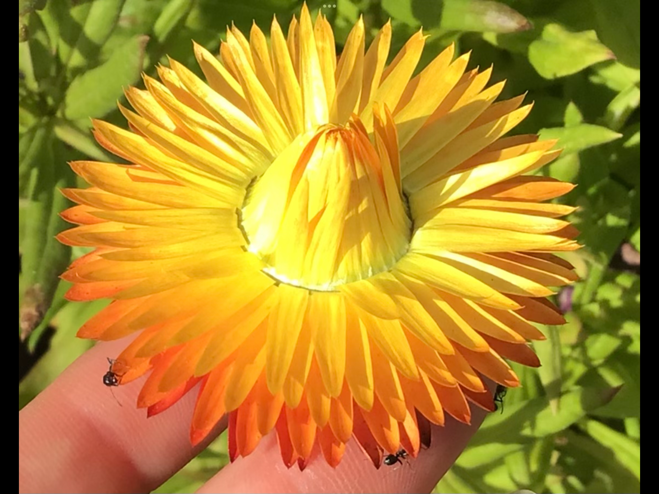 Lemon Everlasting Daisy Lemon Everlasting Daisy