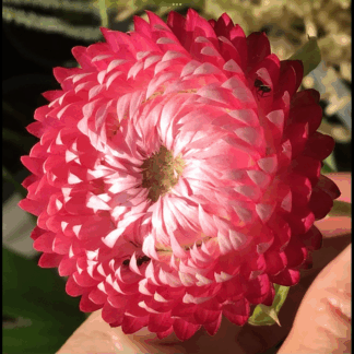 Purple Everlasting Daisy