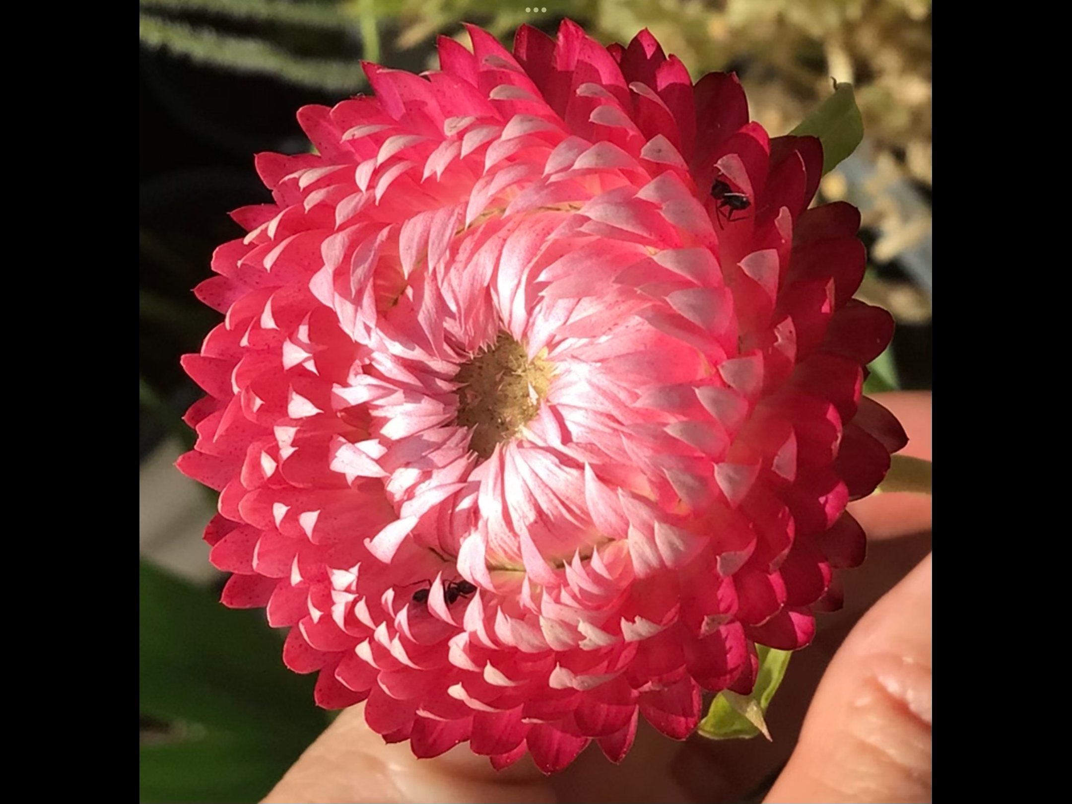 Purple Everlasting Daisy Purple Everlasting Daisy