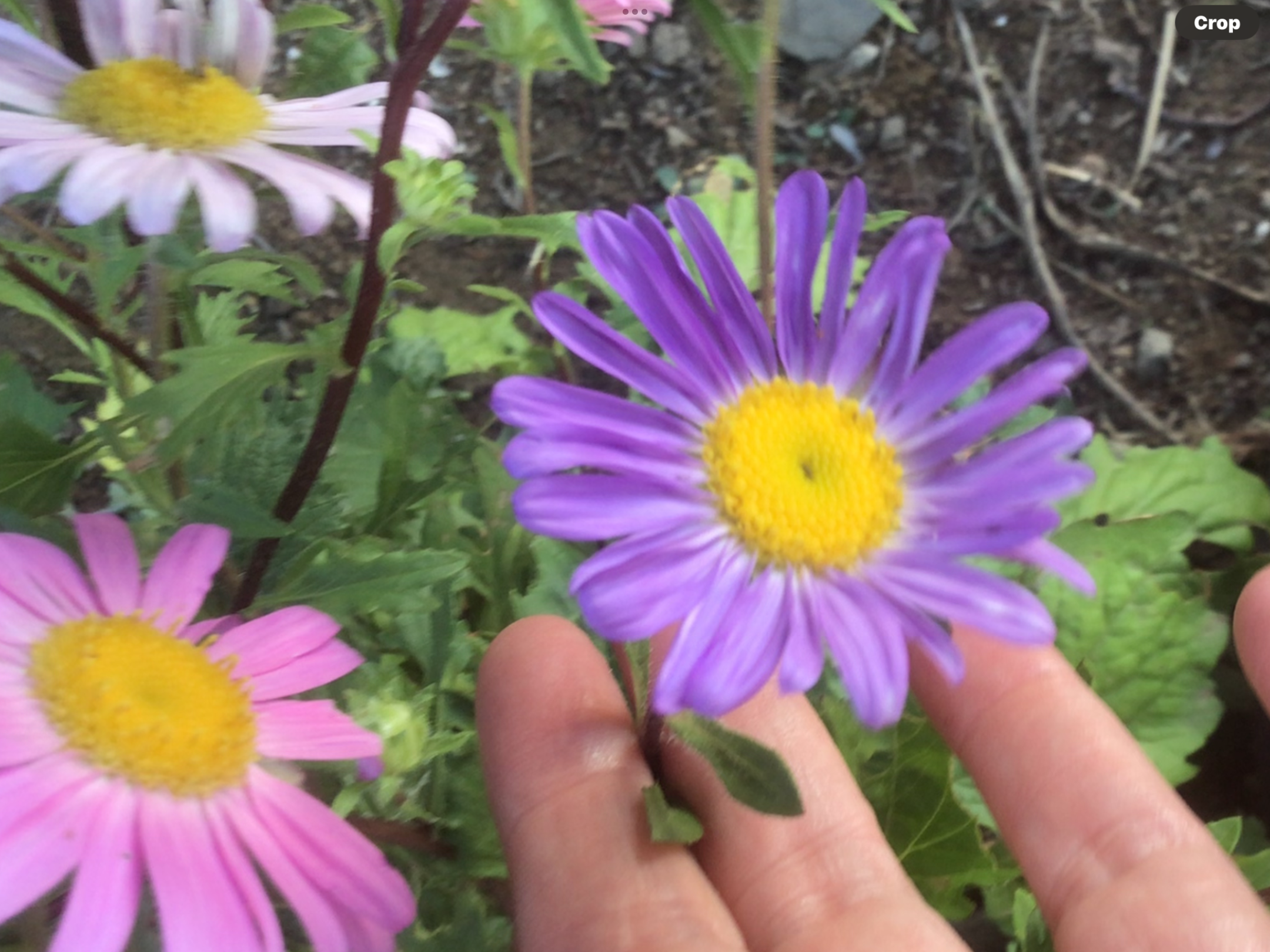 Aster Giant Ray Aster Giant Ray - Image 3
