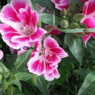 Clarkia