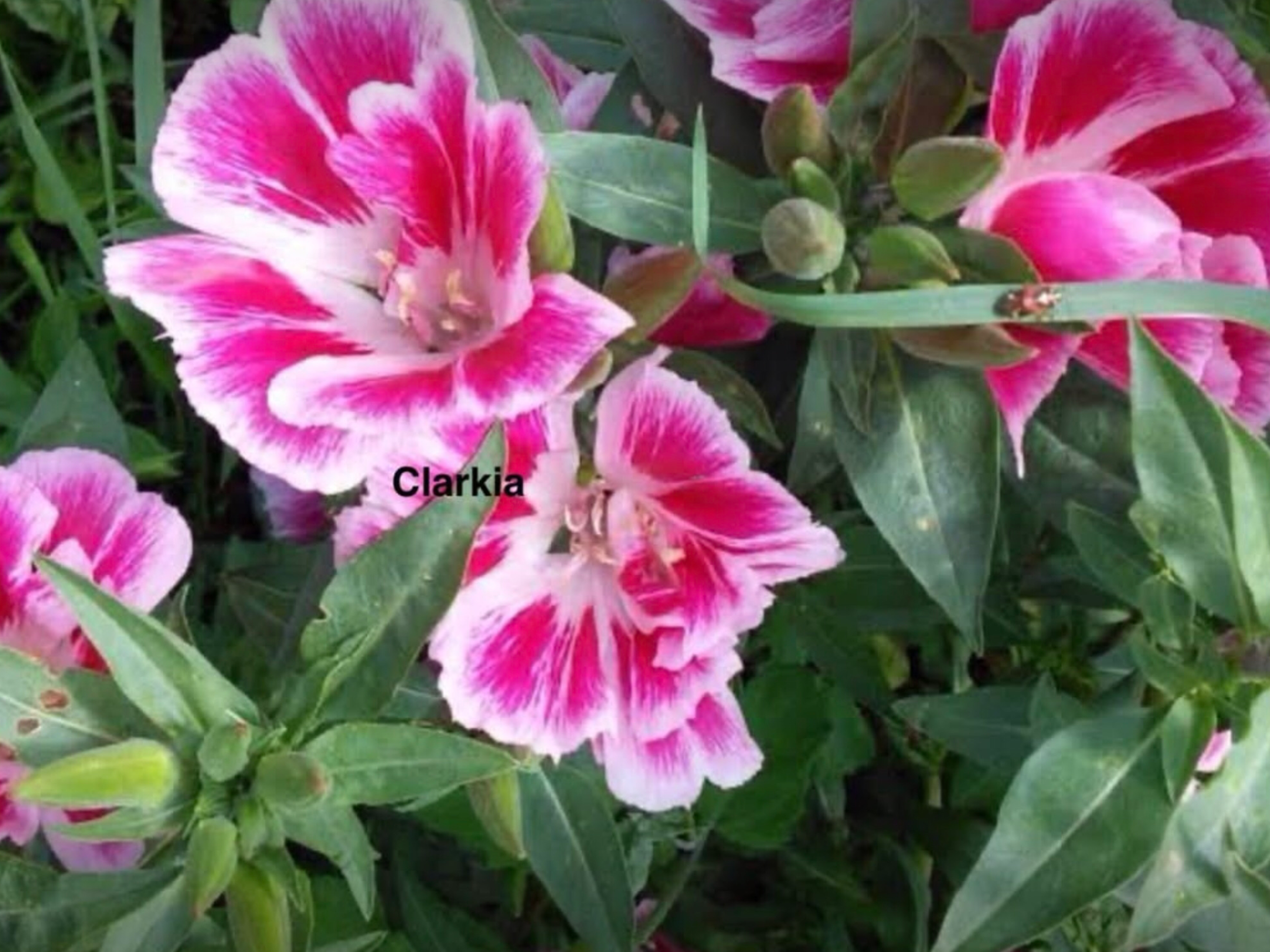 Aster Giant Ray Aster Giant Ray - Image 5