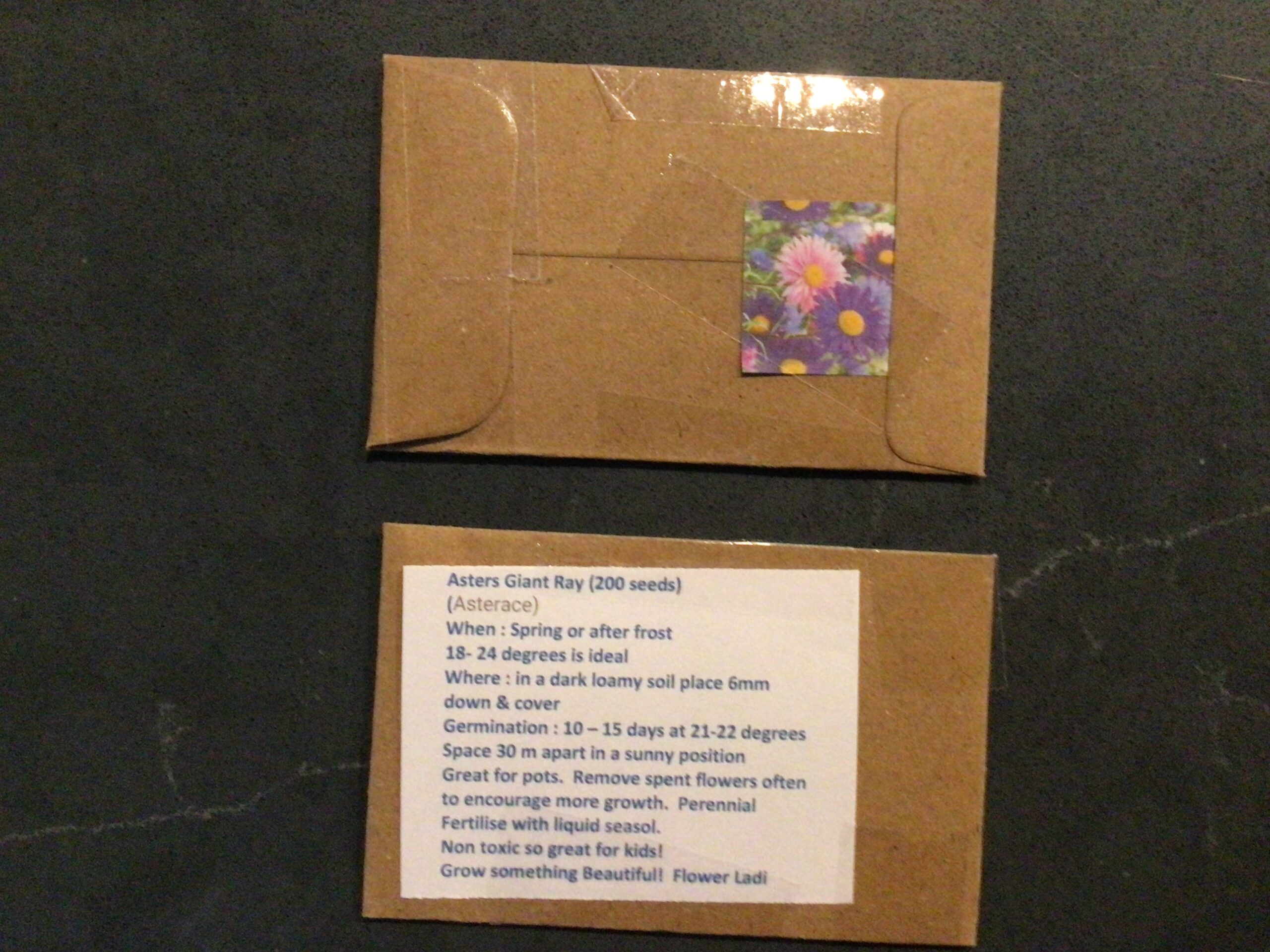 Aster Giant Ray Aster Giant Ray - Image 4