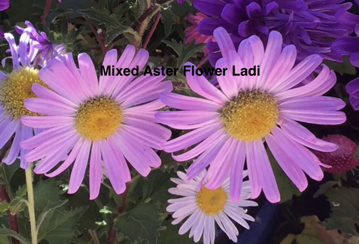 Aster Giant Ray Aster Giant Ray