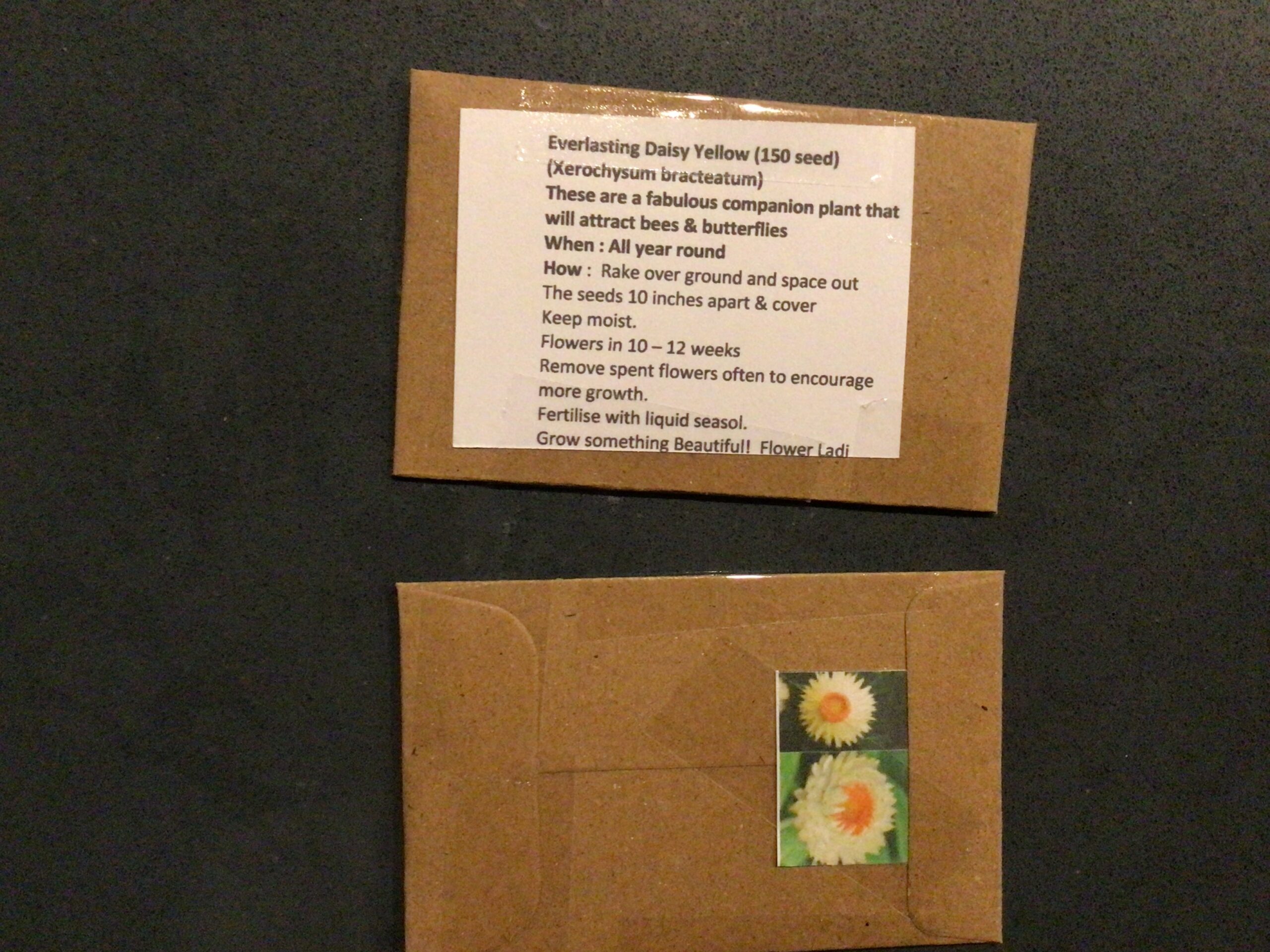 Lemon Everlasting Daisy Lemon Everlasting Daisy - Image 3