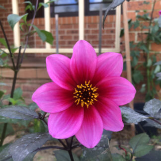 Dahlia "Roxanne"
