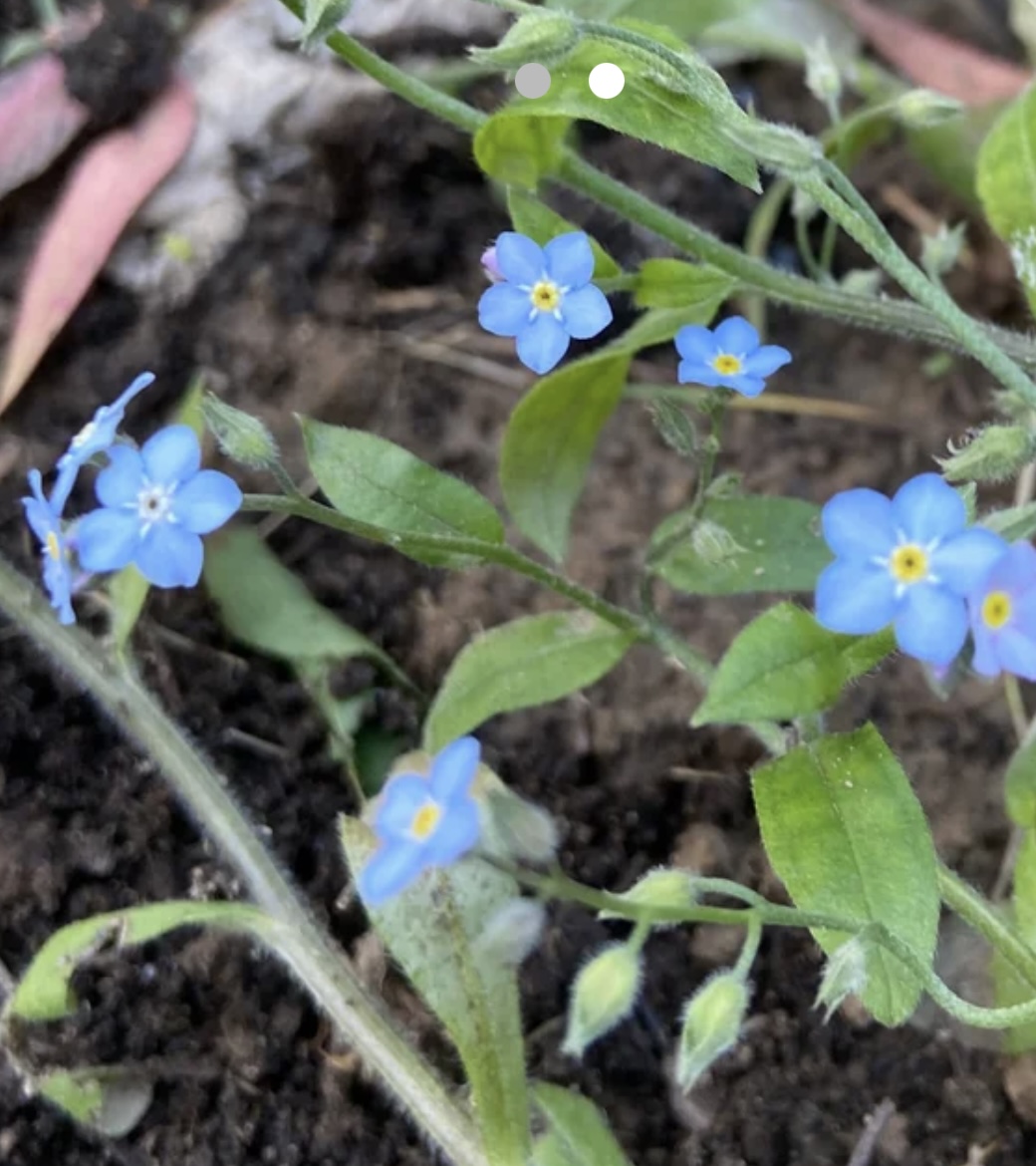 Forget Me Nots Forget Me Nots - Image 2