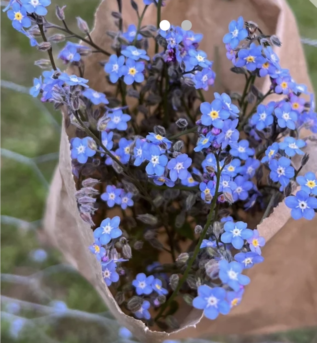 Forget Me Nots Forget Me Nots