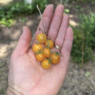 Yellow Currant Tomato