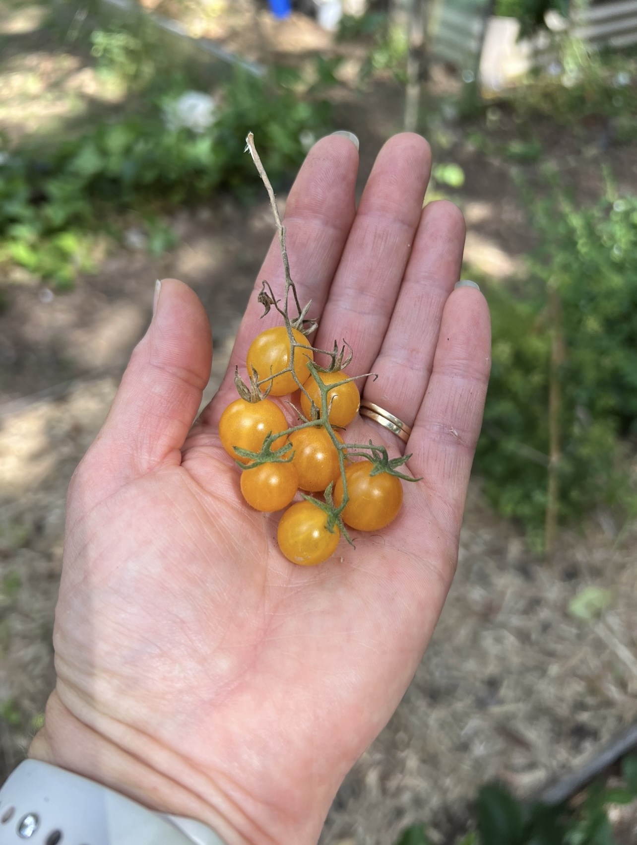 Yellow Currant Tomato Yellow Currant Tomato