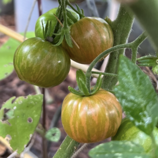 Tigerella Tomato
