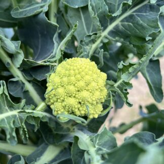 Broccoli Romanesco