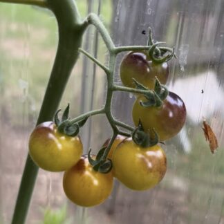 Blue Cream Berry Cherry Tomato