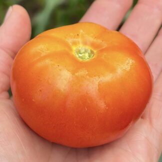 Tomato - Rouge De Marmande