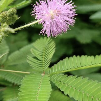 Sensitive Plant / Mimosa Pudica