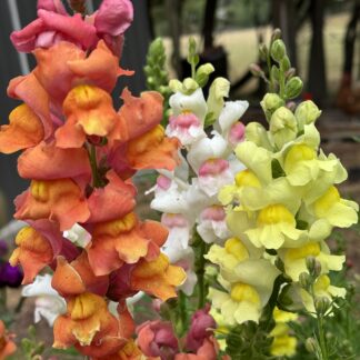 Snapdragons Tall Mixed Varieties