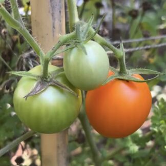 Tomato - Jaune Flamme