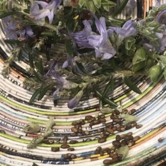 Rosemary Salvia Rosmarinus