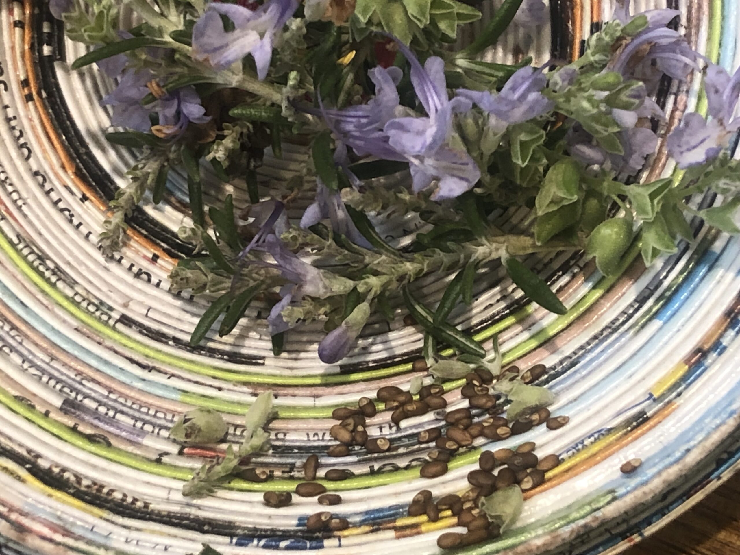 Rosemary Salvia Rosmarinus Rosemary Salvia Rosmarinus