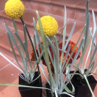 Pycnosorus Globosus Billy Buttons Tube Plant