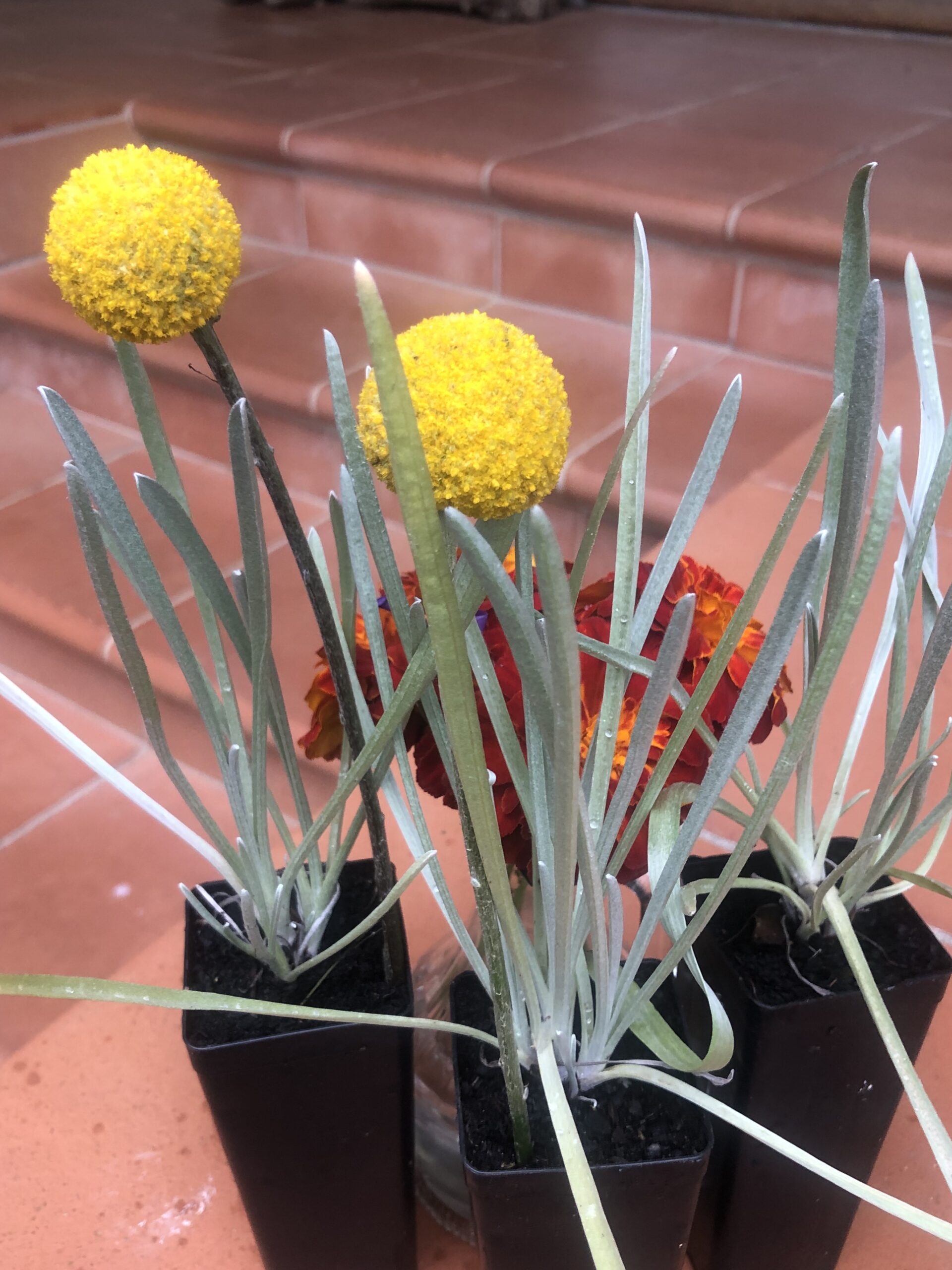 Everlasting Daisy Yellow Everlasting Daisy Yellow - Image 3